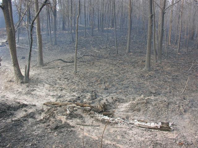 Aftermath of fire