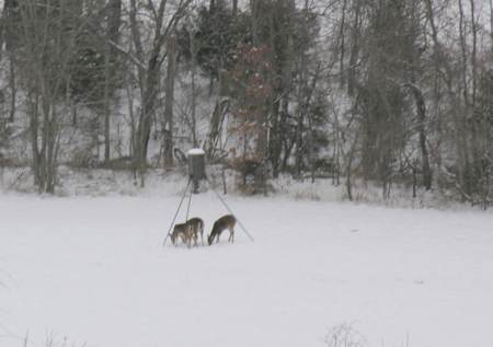 Deer enjoy the corn in winter
