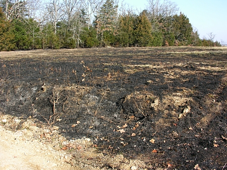 Burnt pasture