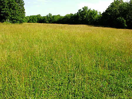Fescue and clover hayfield