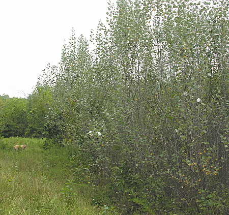 Four-year old Silver Poplars