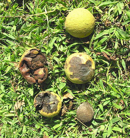 Decaying walnuts