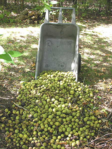 Pile of walnuts awaiting Jasper's arrival