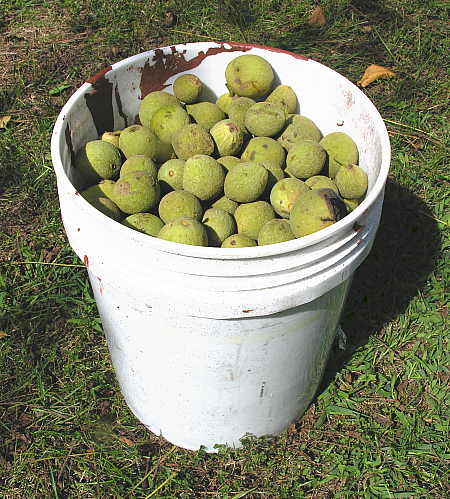Guess how many walnuts are in this 5 gallon bucket