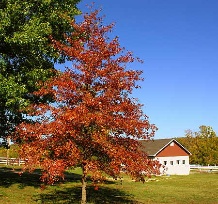 Pin oak turning red