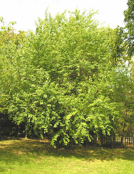 as an Osage orange tree,