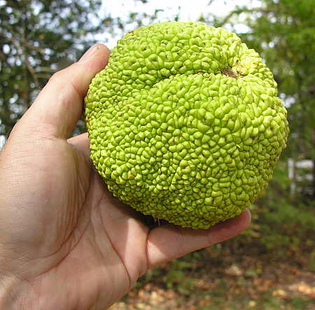 Osage Orange Tree