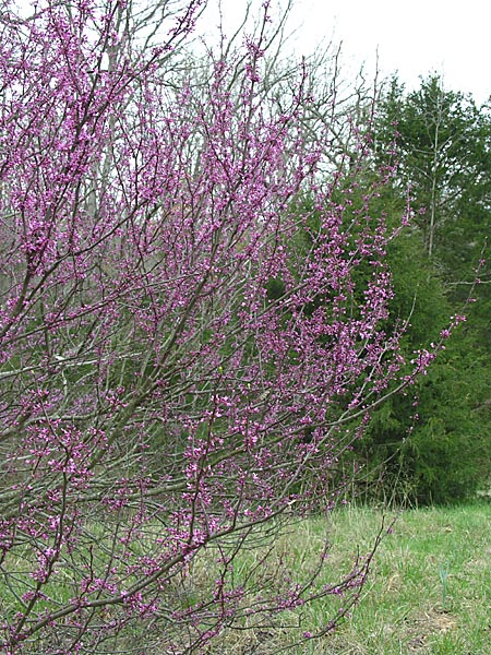 Redbuds are beginning to bloom