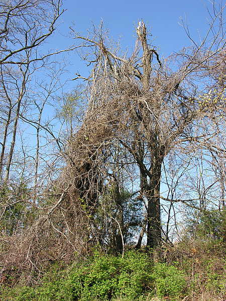 Grapevine encrusted oak tree