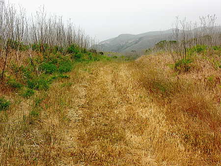 Interior trail on Santa Cruz Island