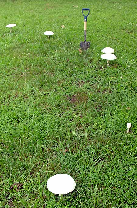 Mushrooms poping up all over the lawn