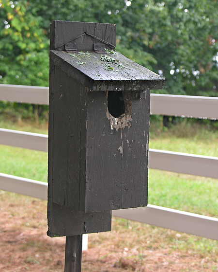 Hinged-top bluebird nesting box