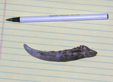 Antler point extracted from tractor tire