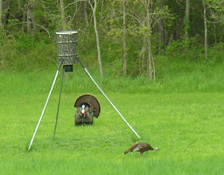 Wild tom turkey strutting and posing for hen.