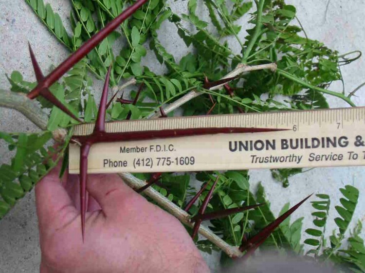 Honey Locust thorns are massive and strong