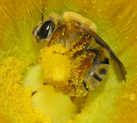 Bee gathering pollen