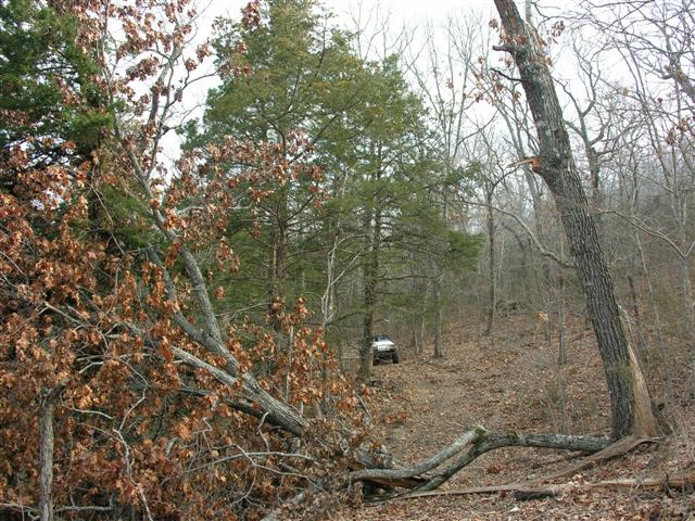 Lightning destroyed this tree