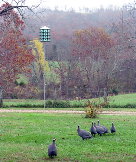 Purple Martin 24 Unit Condo