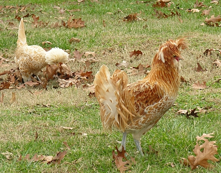 Free-Ranging Polish Chickens