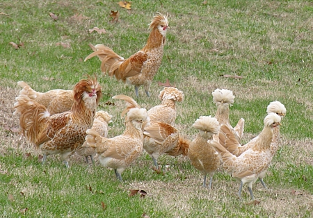 Polish chickens foraging