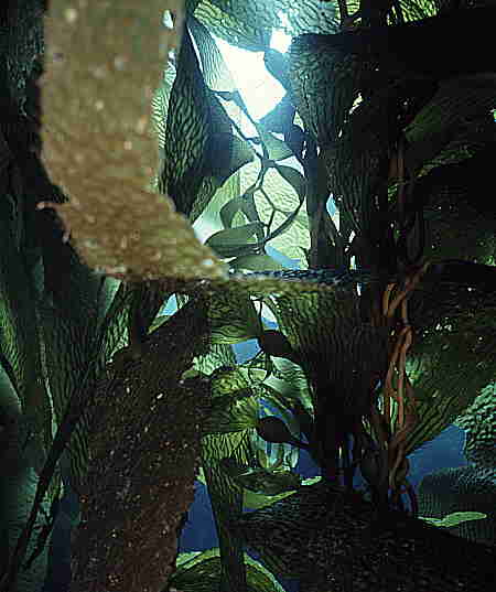 Descending into the kelp forest