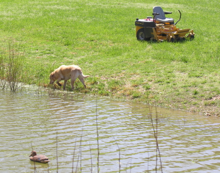 Grassing of the carp