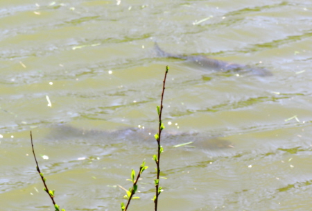 The carp are here! The carp are here!