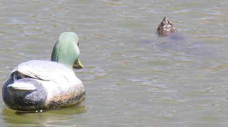 A snapping turtle also drops by