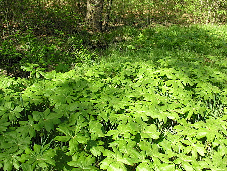 Mayapples along creek