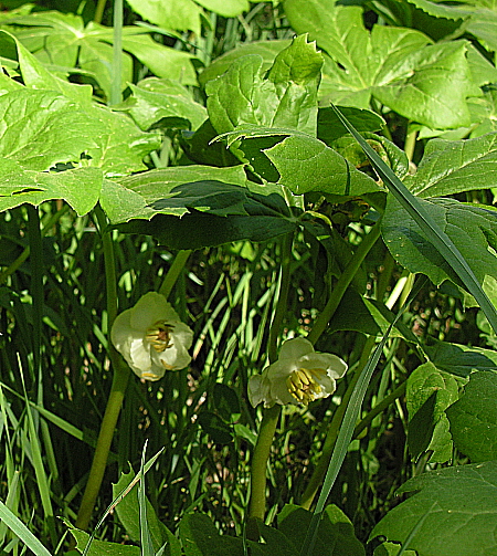 Mayapple blooms