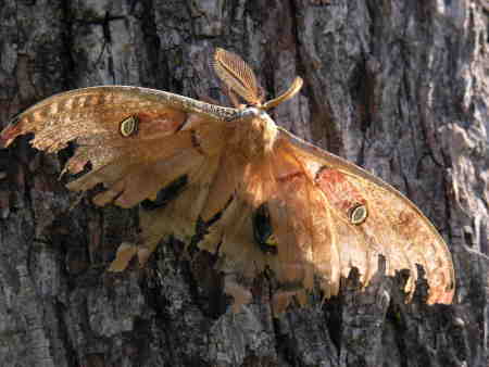 A very large moth on a black walnut tree