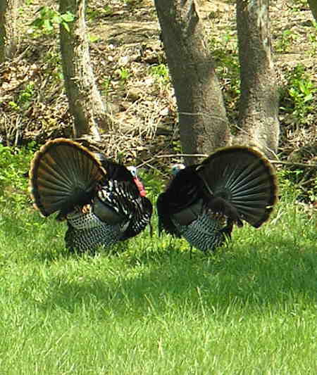 Struttin' their stuff