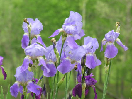 Here are the irises shot from the same location, but zoomed to 350mm