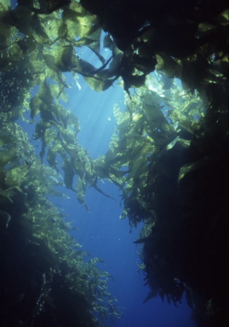 The kelp forest is enchanting