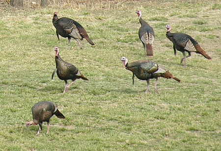 Turkeys grazing