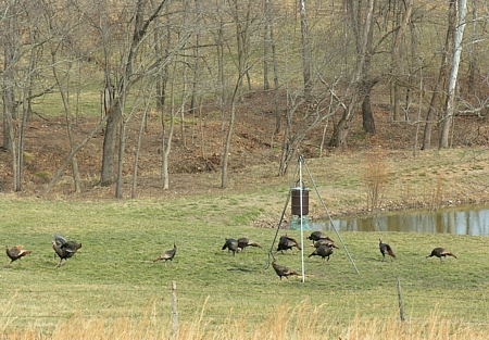 Turkeys at the feeder