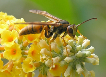 Bee careful!