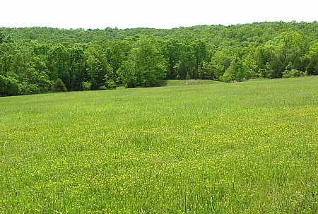 Catfish pond at back of pasture