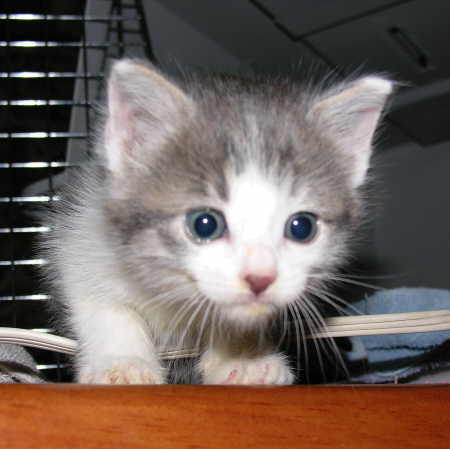 Unnamed kitten #2