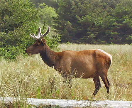 Elk at Prairie Creek Redwoods SP