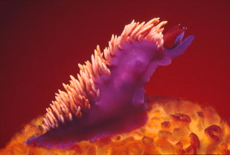 Spanish Shawl Nudibranch