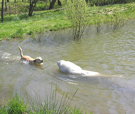 Gracie and George go for a swim