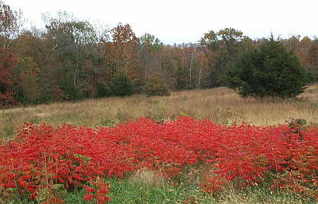 Dwarf Sumac in fall