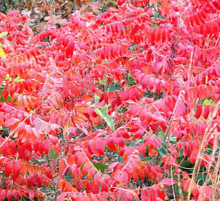 Dwarf Sumac leaf pattern