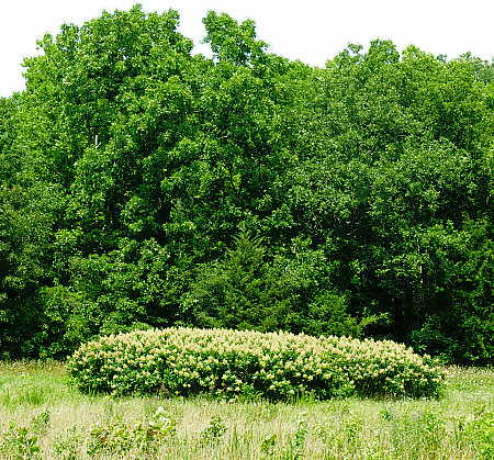 Dwarf Sumac patch in field