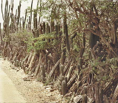 Effective natural fencing