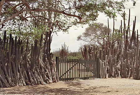 Mature natural cactus fence