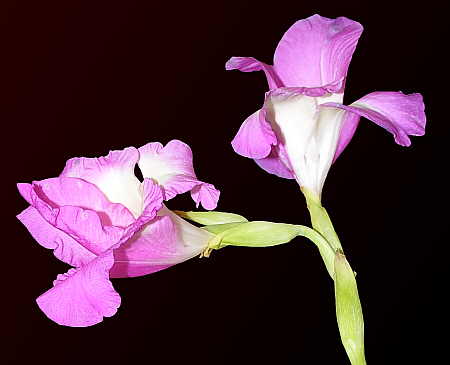 Gladiola against black background