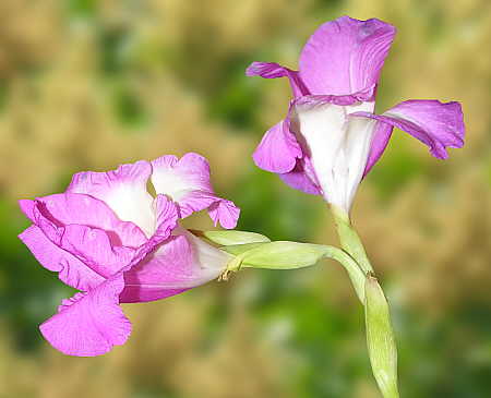 Gladiola with sumac background