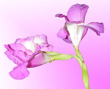 Gladiola with simple gradient background